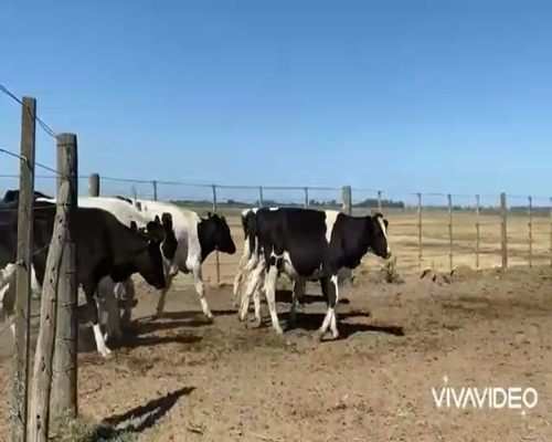 Lote 75 Novillitos en Navarro, Buenos Aires