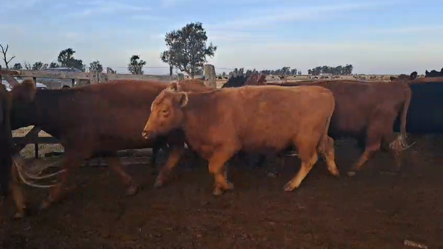 Lote 132 Vacas medio uso C/ gtia de preñez