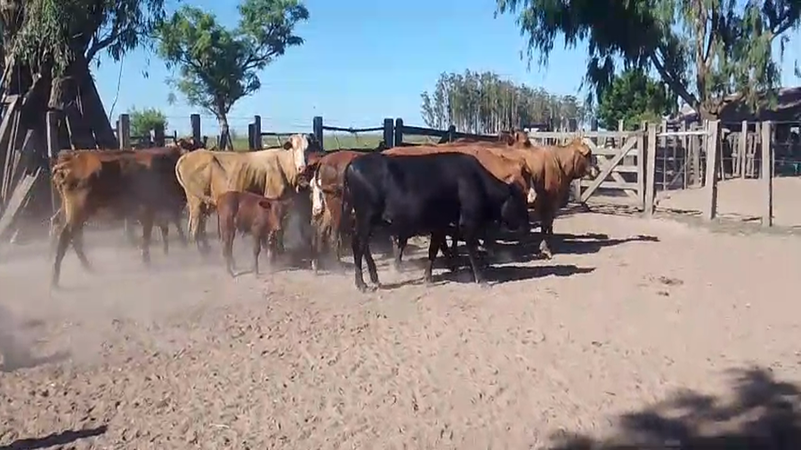 Lote 17 Vacas de invernar en Corrientes, La Cruz