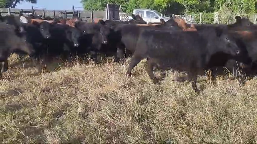 Lote 123 Novillitos