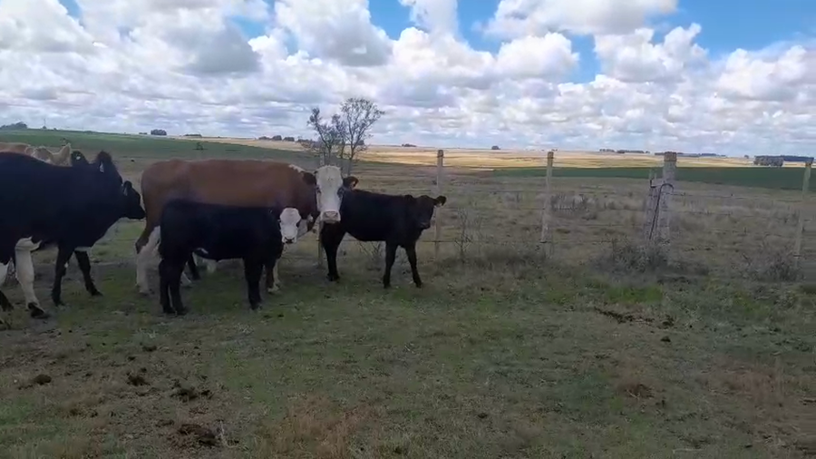 Lote 26 Piezas de cría a remate en Pantalla Camy, San José