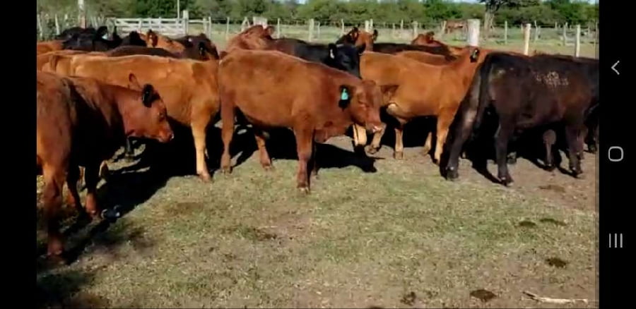 Lote 29 Terneros/as en Entre Ríos, Villaguay