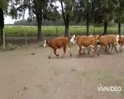 Lote 18 Terneros/as en Brandsen, Buenos Aires