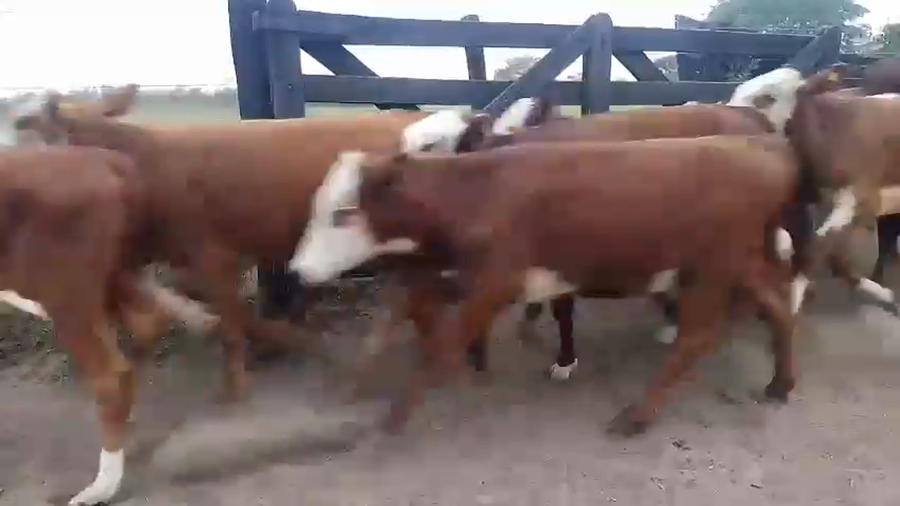 Lote 100 Terneros/as