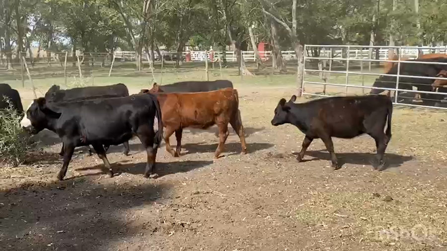 Lote 72 Terneros/as en La Plata, Buenos Aires