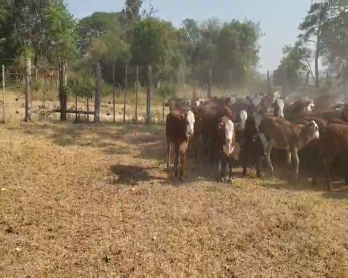 Lote 85 Terneros/as en Lomas de Vallejos, Corrientes