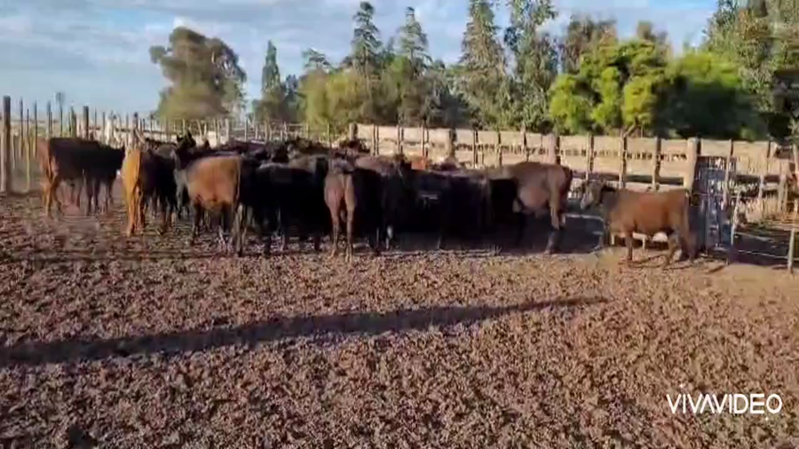 Lote 98 Terneros