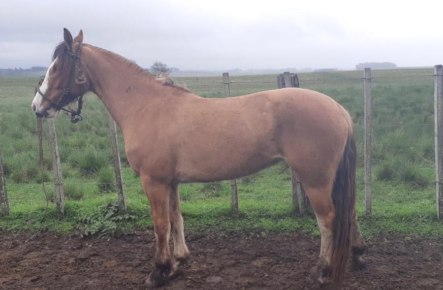 Lote Cabaña "El Espartillo" - RP 93 - Garua El Espartillo