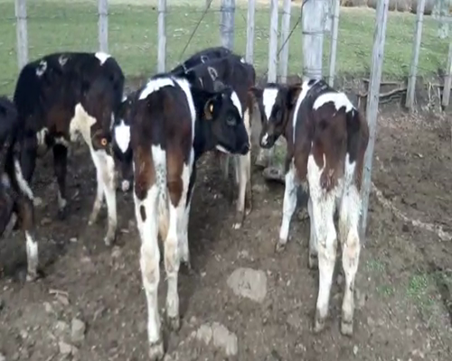 Lote 8 Terneros HOLANDO a remate en Pantalla Camy 0 - 0kg - , San José