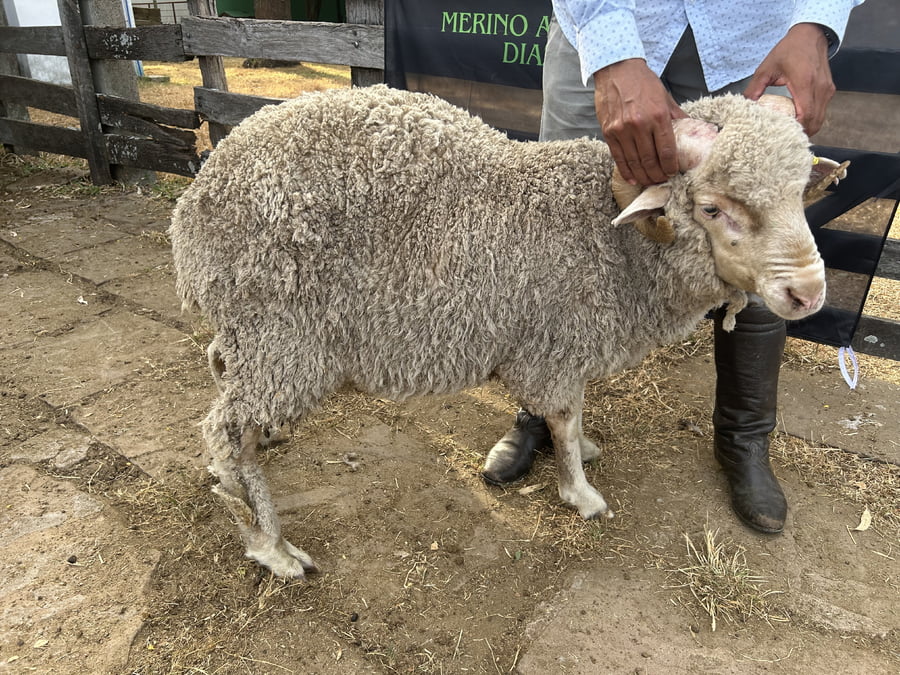 Lote Borrego 2D (MO: Si)