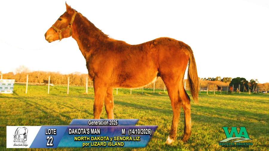 Lote DAKOTA`S MAN