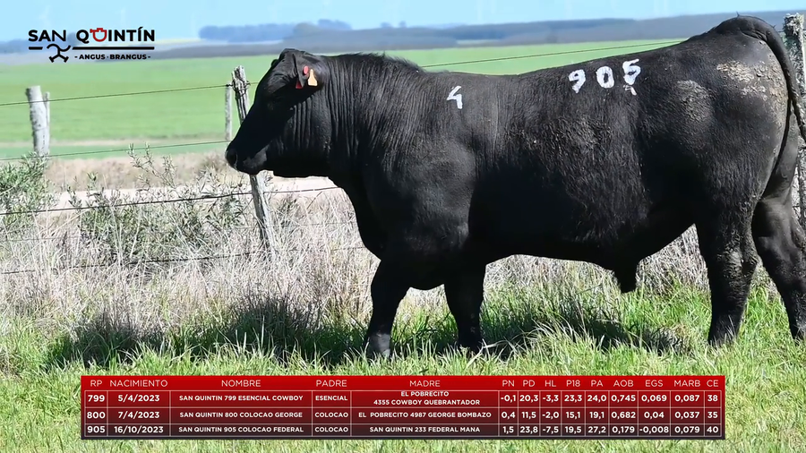 Lote LOTE 4 - ABERDEEN ANGUS PI