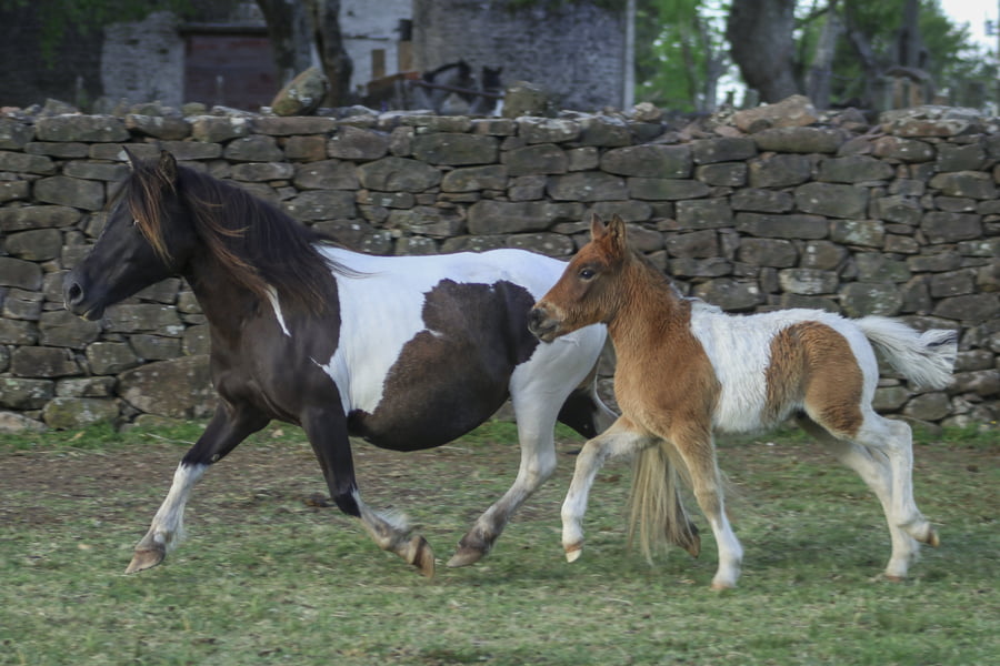 Lote Pony hembra con cria.