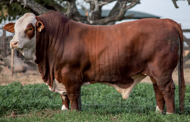 Lote Toro Braford -  Los Charabones