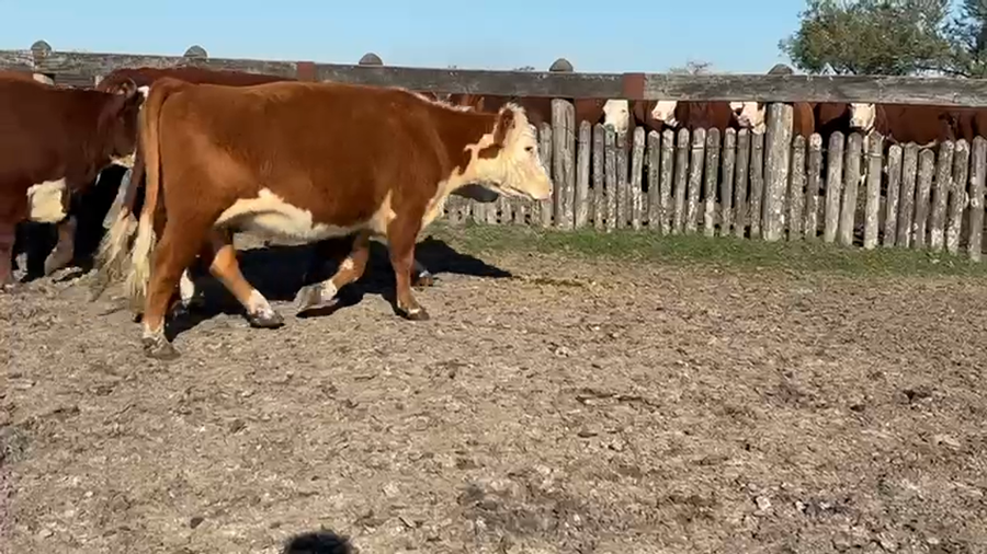 Lote 40 Vacas de invernar