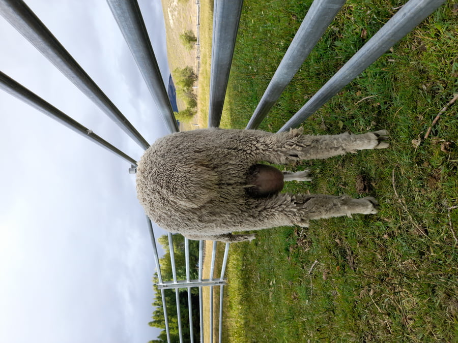 Lote Carnero TOP, 21-1441