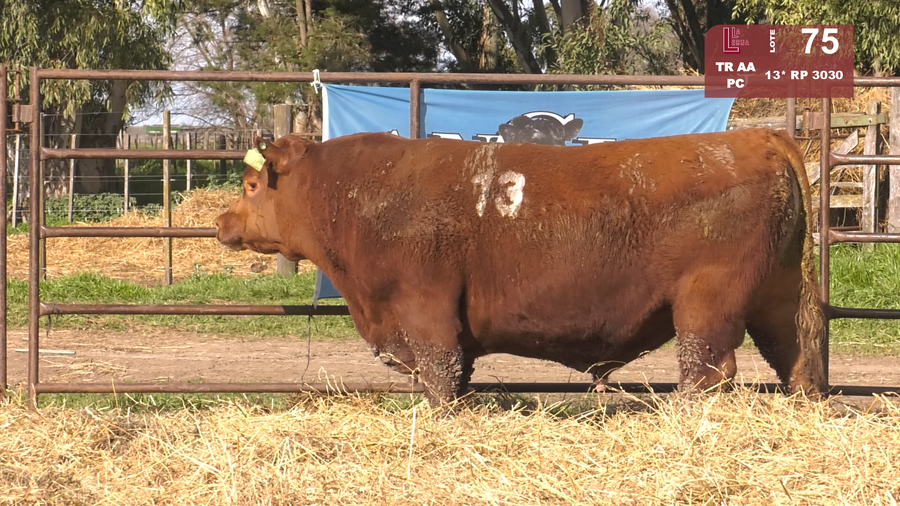 Lote TOROS ANGUS COLORADOS  PC