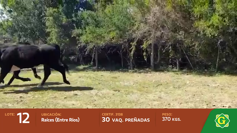 Lote Vaquillonas preñadas en Raices