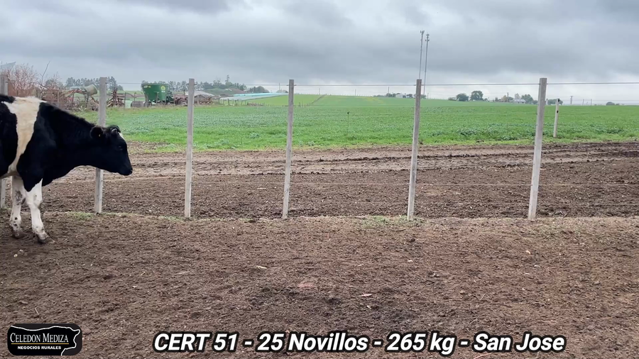 Lote 25 Novillos 1 a 2 años en San José
