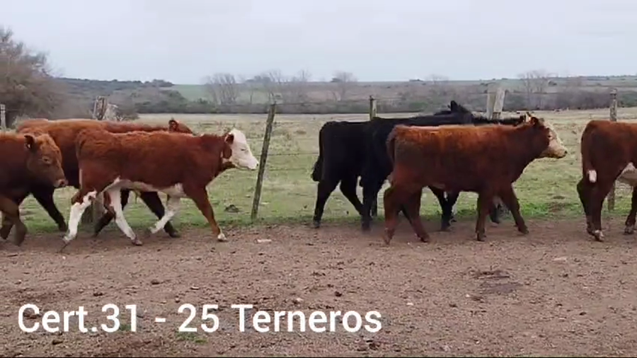 Lote TERNEROS