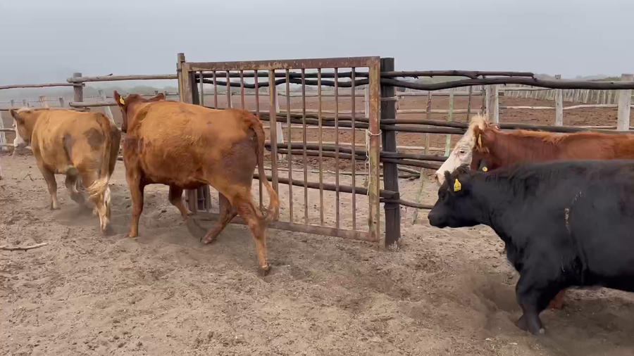 Lote 38 Vaquilla Gorda en San Antonio, V  Región Valparaíso