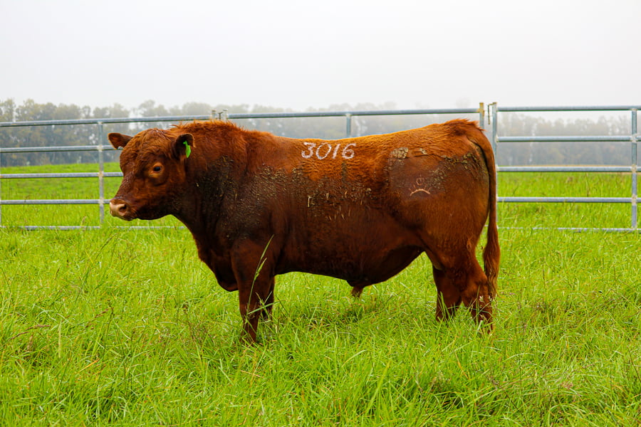 Lote ABERDEEN ANGUS SA -  Angus COLORADOS