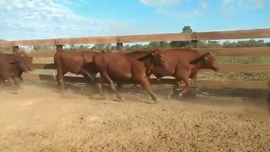 Lote 63 Novillitos en Villa R. Bermejito, Chaco