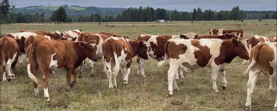 Lote 61 Novillo Engorda en Los Lagos, XIV Región Los Ríos