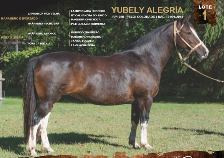 Lote YUBELY ALEGRÍA