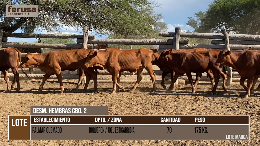 Lote PALMAR QUEMADO  - LOTE 2