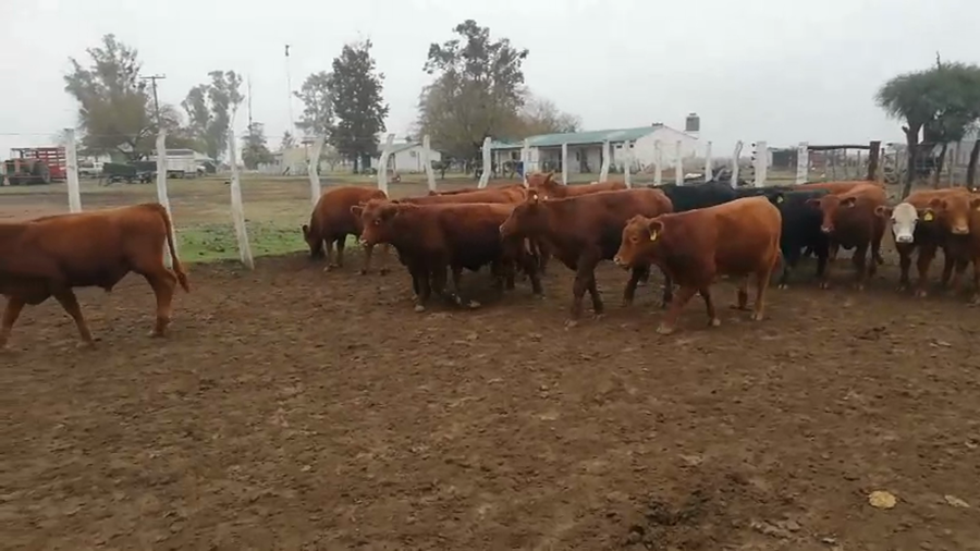 Lote 75 Terneros/as en Federal, Entre Ríos