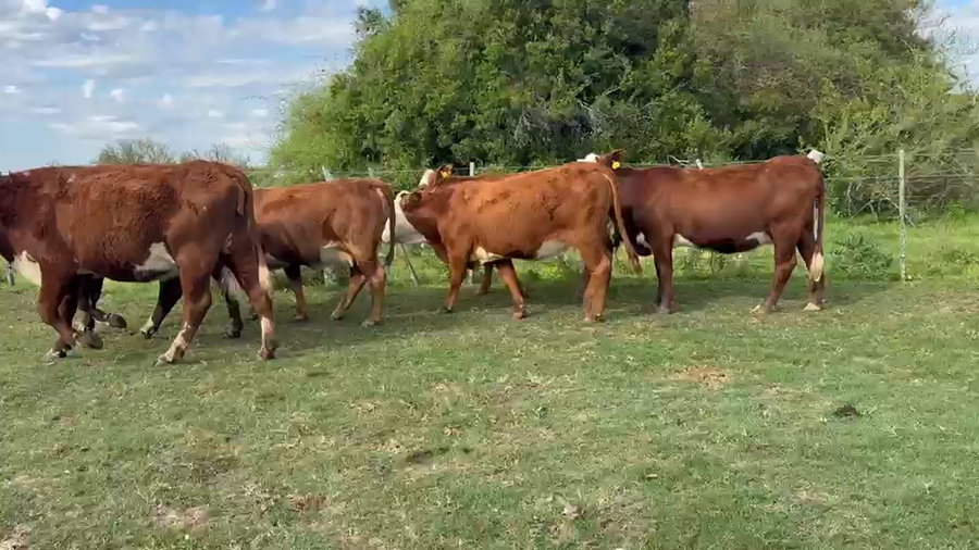 Lote 50 Vaquillonas c/garantía de preñez  en Corrientes, Paso de Los Libres
