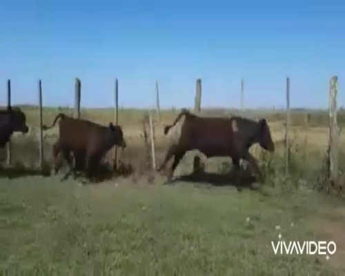 Lote 95 Terneros en Coronel Pringles, Buenos Aires