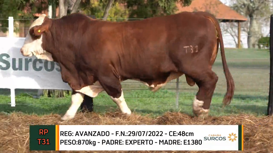 Lote TOROS BRAFORD 2022