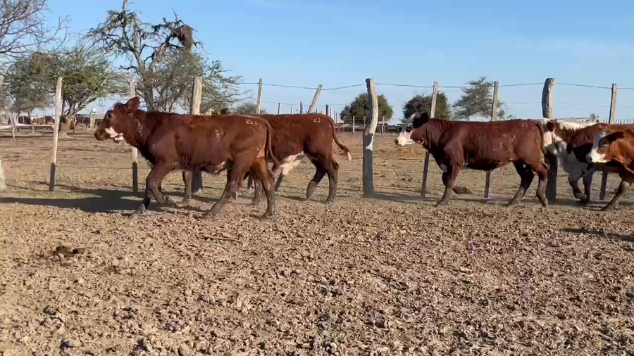 Lote 80 Terneros en Corrientes, Monte Caseros