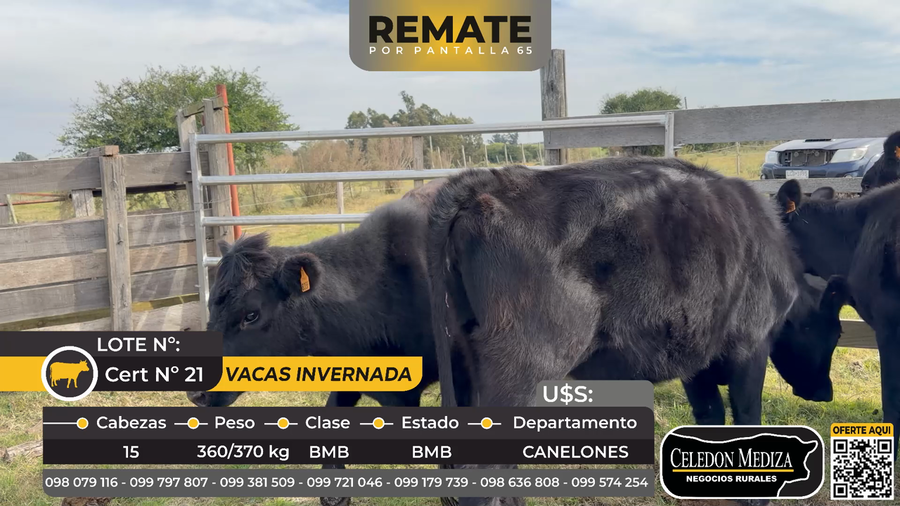Lote 15 Vacas de Invernada en Canelones