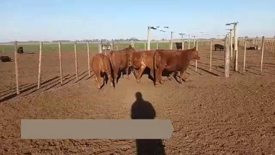Lote "CABAÑA ANGUS SANCHEZ LAMAS" 5 VAQUILLONAS PC COLORADAS PARA SERVICIO