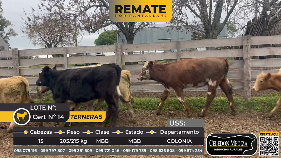 Lote 15 Terneras en Quinton, Colonia