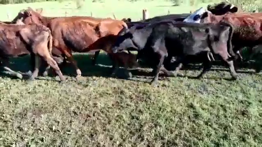 Lote 50 Vacas de invernar en Villaguay, Entre Ríos