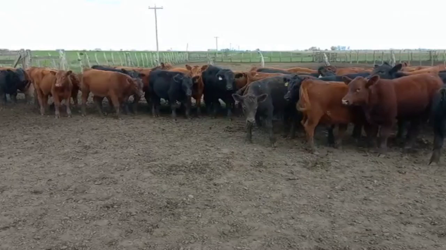 Lote 135 Terneros en San Salvador, Entre Ríos