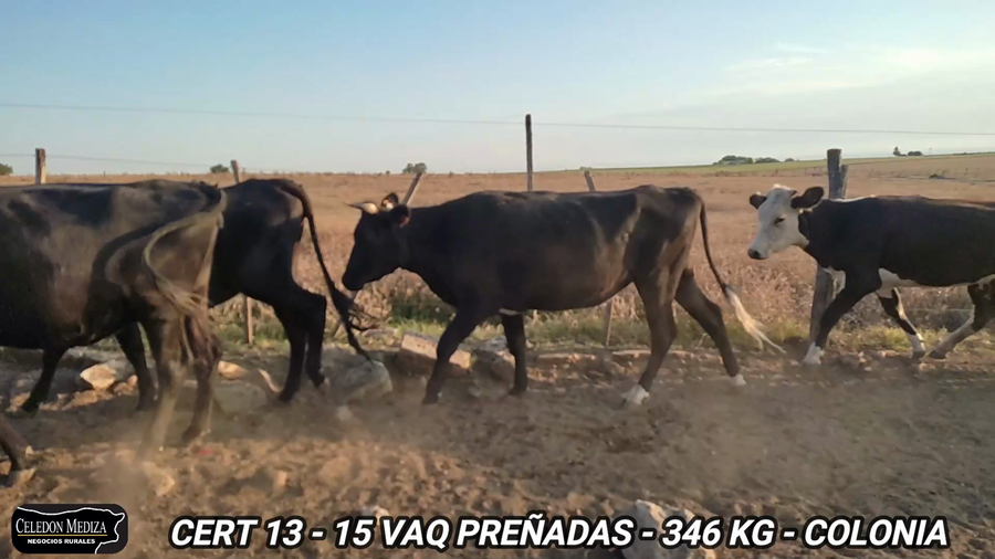 Lote 15 Vaquillonas preñadas en La Horqueta, Colonia