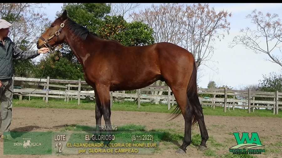 Lote EL GLORIOSO