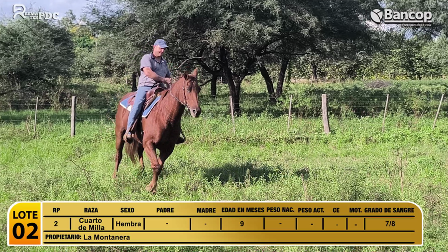 Lote Yegua Cuarto de Milla a remate en Jueves 29 de mayo- Remates PDC, Boquerón