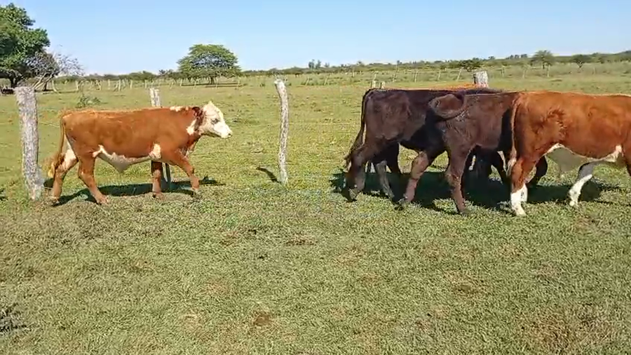 Lote 14 Terneros en Corrientes, Monte Caseros