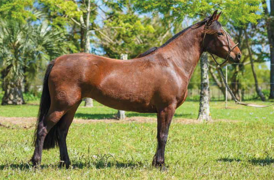 Lote El Gavilán Miss Bolivia (RP 418) "Cañada El Gavilán"