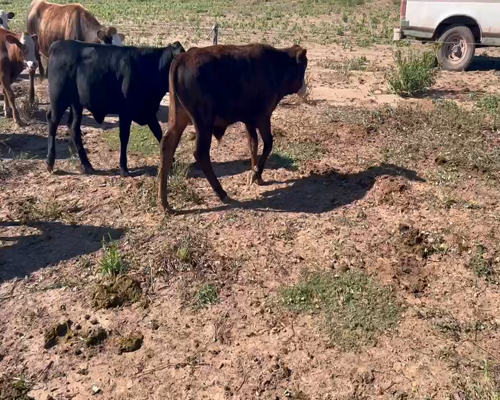 Lote 120 Terneros/as en Sáenz Peña, Chaco
