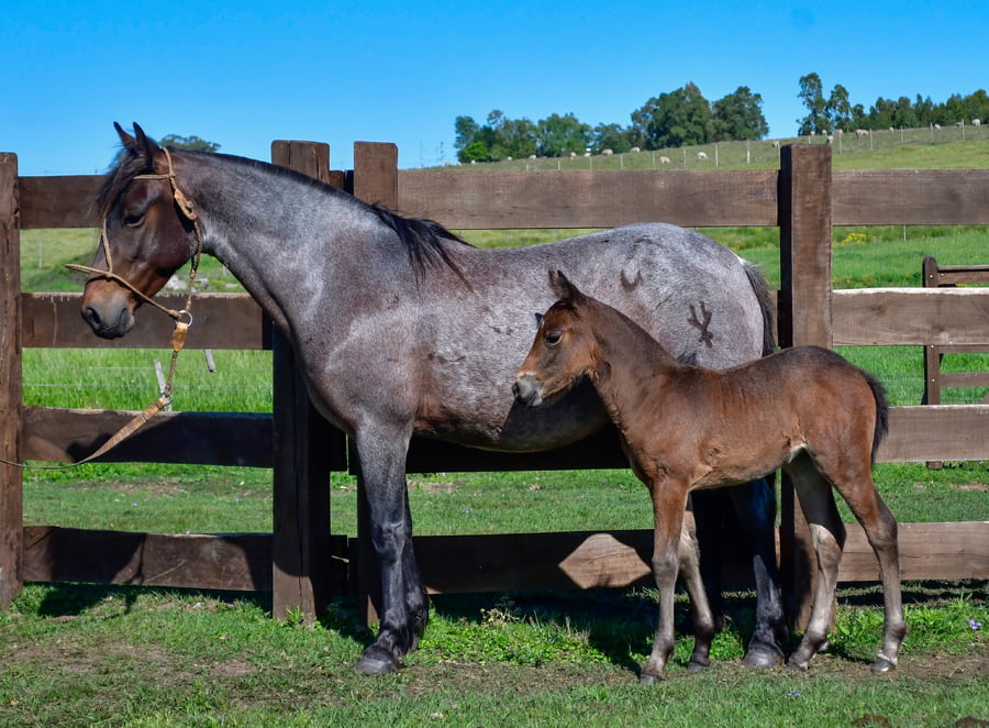 Lote Milanesa Verdes Mares