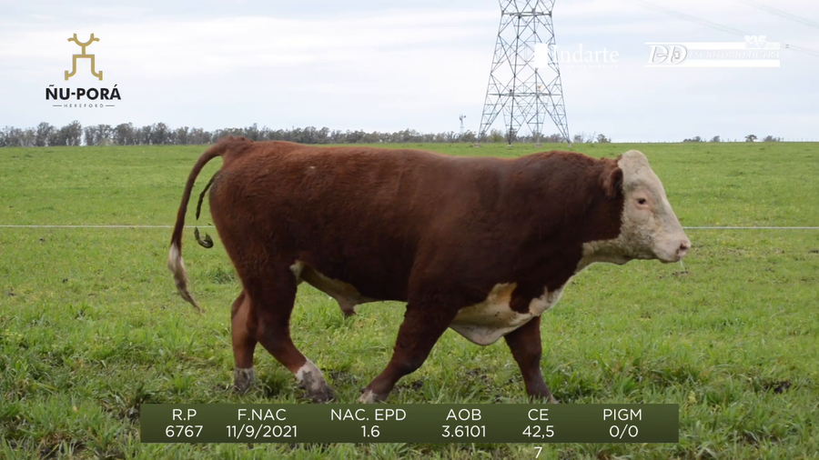 Lote Toros a remate en Remate anual Ñu Porá 2023, Paysandú