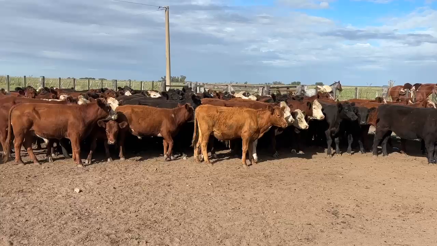 Lote 108 Novillitos