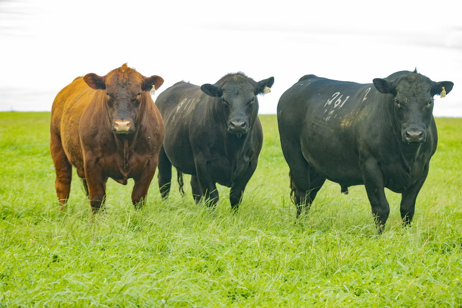 Lote Toros PI 2 1/2 AÑOS